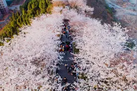 花开万里，满园春色：黔东南春季赏花指南图片