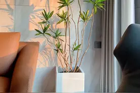 “8大”盆栽美观好养，适合室内，很茂盛开花艳，花很多很喜庆图片