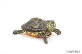 5元的小乌龟会长大吗，是什么品种，怎么养活？图片