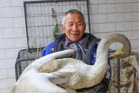 此鹅非彼鹅！15年老汉放羊捡到受伤大鹅，养了13天后竟惊动央视图片