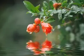 从石榴花开说起图片