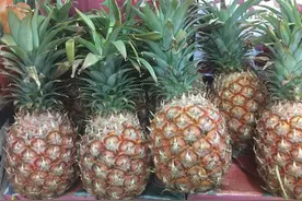 台湾学生又要帮忙吃凤梨了？台农业部门推校园午餐凤梨入菜图片