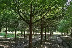 香樟种植方式图片