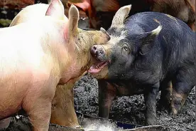 家猪被放生后，为什么会很快表露野性，并且还会长出狰狞的獠牙？图片