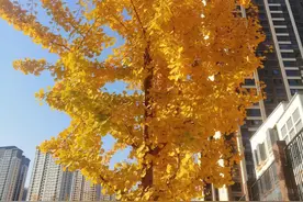 母逝三周年祭文图片