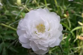 重瓣太阳花可以播种繁殖吗，为啥我建议茎插繁殖？看完就懂了图片