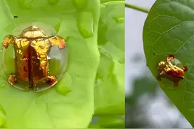 一只20万？广东村民发现金梳龟甲虫！害虫也如此昂贵？真的含金吗图片