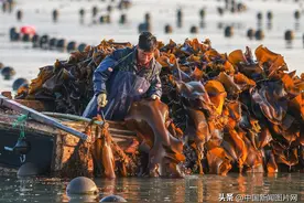 山东荣成：海带采收忙图片