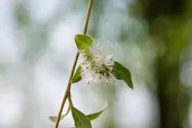 通过http配置实现客户端自动升级图片