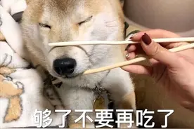 对狗狗来说，这些东西是“补品”，平时可以多喂图片