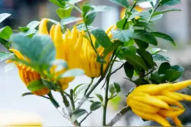 5种“镇宅花”，养护在家里，生旺又聚气，世代不受穷图片