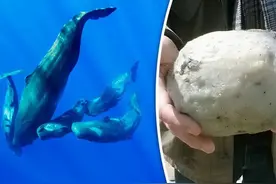 抹香鲸排泄物龙涎香，百斤能卖出上千万，为何人工提取卖不出去？图片