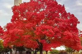 红花槭原产美国，引入我国大红大紫了10年，如今成了"烫手的山芋"图片