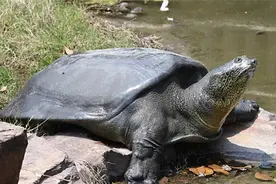 全球只存3只的“神兽”，我国就有一只，无法有效繁殖或走向灭绝图片