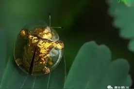 像珠宝一样美的龟甲虫——The Tortoise beetles图片