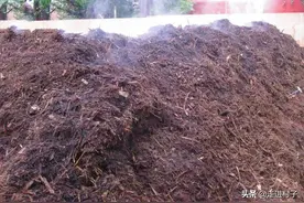 野外捡回来的枯叶，如何零成本制作成营养土？营养土越用越多图片