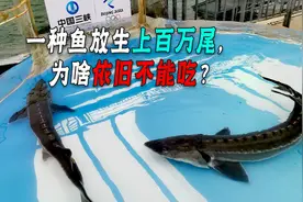 中华鲟都放生700万尾了，可以人工养殖了，为啥还是不能吃？图片