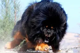 “犬生九子，必有一獒”是真的吗？和虎生三子，必有一彪有关系？图片