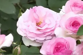 成都二环高架新晋顶流小“花”！来自温江~图片