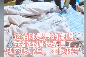 蓝猫捕猎报恩，抓了只活的硕鼠回家，网友：头一次看品种猫这么强图片