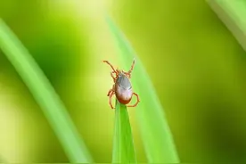 草爬子咬人不仅疼，还有可能致死！这种恐怖的虫子难道有剧毒吗？图片