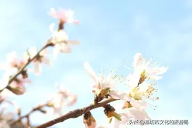 潍坊最新A级旅游景区名录发布！安丘有8家，等你来打卡！图片