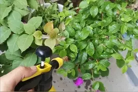 饼肥怎么养花？有3种“方法”，肥效更好，花草更旺盛，开花超多图片