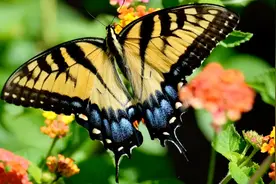 “新蝴蝶效应”？研究蝴蝶翅膀竟然能推动材料学发展？图片