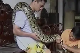 96年海南巨蟒为报恩当起“保姆”，与主人同眠多年，还能照顾孩子图片