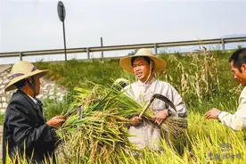 水稻上山？回老家一看，有挖机在山里开荒，了解了一下!图片
