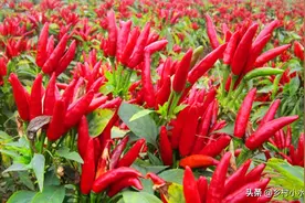 草木灰对农作物是个宝，但是如何正确施用？可能很多人都搞错了图片