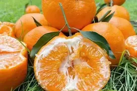 蒲江耙耙柑价格涨了一倍，产地探访其中有何奥秘？图片