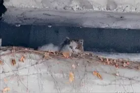 那只高架桥上被困2年，靠60岁老人扔食生存的猫咪，最终怎么样了图片