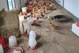 【夏季治安整治】心系群众 倾力帮扶 特警支队帮助脱贫群众重建养鸡棚图片