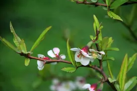 灵宝名人章申图片