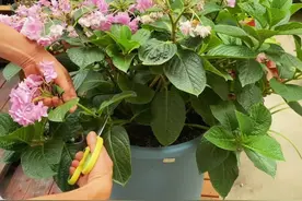 绣球的修剪时间很重要，搞错了第二年看不到花很可惜图片