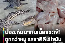 泰国猪肉涨价 民众开始转移消费目光至鳄鱼肉上图片