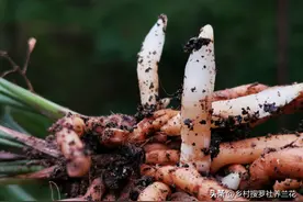 兰花空根不要再用生根粉，这样简单处理后种植，很快就能长出新根图片