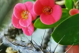 “好男不娶虎刺梅，好女不嫁流光锤”，虎刺梅和流光锤指什么？图片