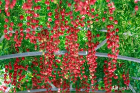 一亩成本只需几块钱，芸苔素的这5个黄金组合配方，能使药效翻倍图片