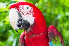 图片欣赏-金刚鹦鹉图片