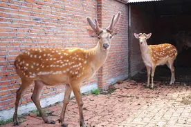 400万梅花鹿泛滥成灾，日本人与鹿大战争地盘，为何我国很少见？图片