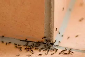 家里出现蚂蚁？白糖加它，就能将蚂蚁轻松团灭，简单安全又实用图片