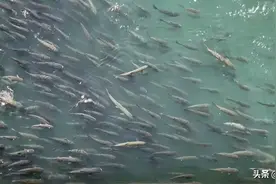 湖北、重庆出现大批长江鱼群，大鳡鱼肉眼可见，鲢鳙多到数不过来图片