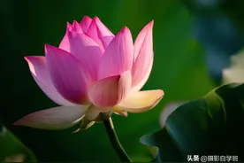 手机拍花卉，想要与众不同，来学这5个摄影技巧图片