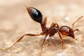 红火蚁咬伤后症状，红火蚁图片，红火蚁防控，红火蚁消杀图片