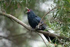 “冤魂鸟”现身深圳，叫声凄厉不见踪影，严重扰民为何不能驱赶？图片