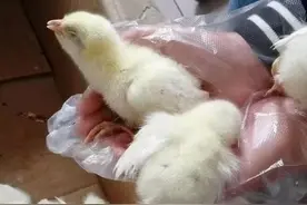 禽医静心谈小鸡打蔫闭眼怎么办？鸡打蔫不吃食怎么办图片