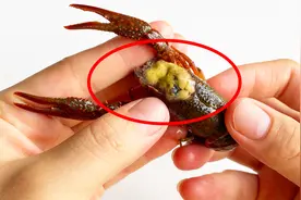 小龙虾的虾头里，到底是“屎”还是“虾黄”？网友：再也不敢吃了图片