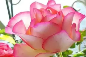 人生短暂，弹指之间，珍惜当下，不负人生，不负流年图片